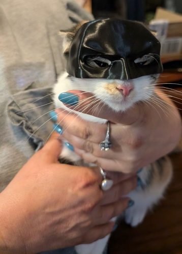 Cat Batman Mask  Unleash Your Cat's Inner Hero! photo review